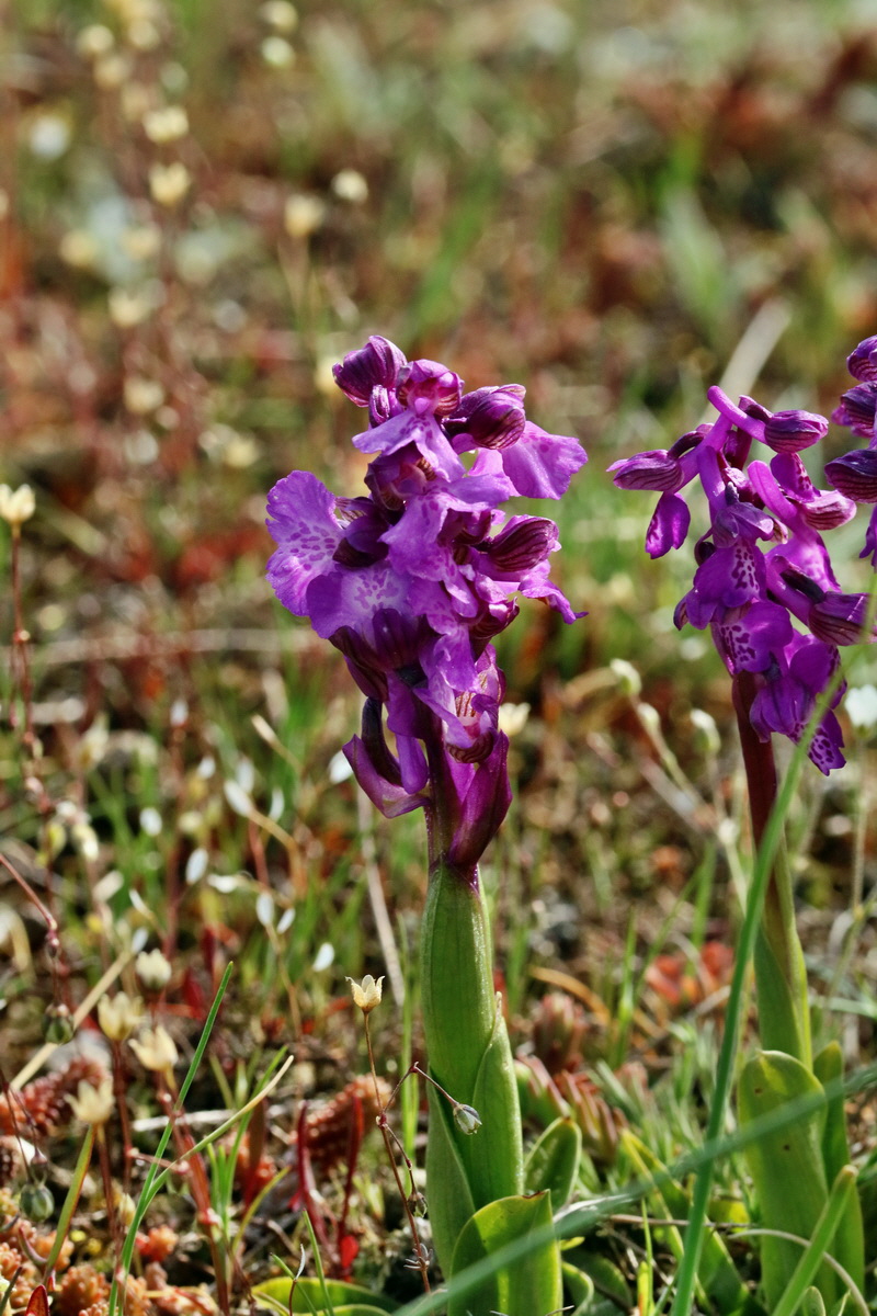 RNA_2017_05_03_1735p_Bildgr��e �ndern