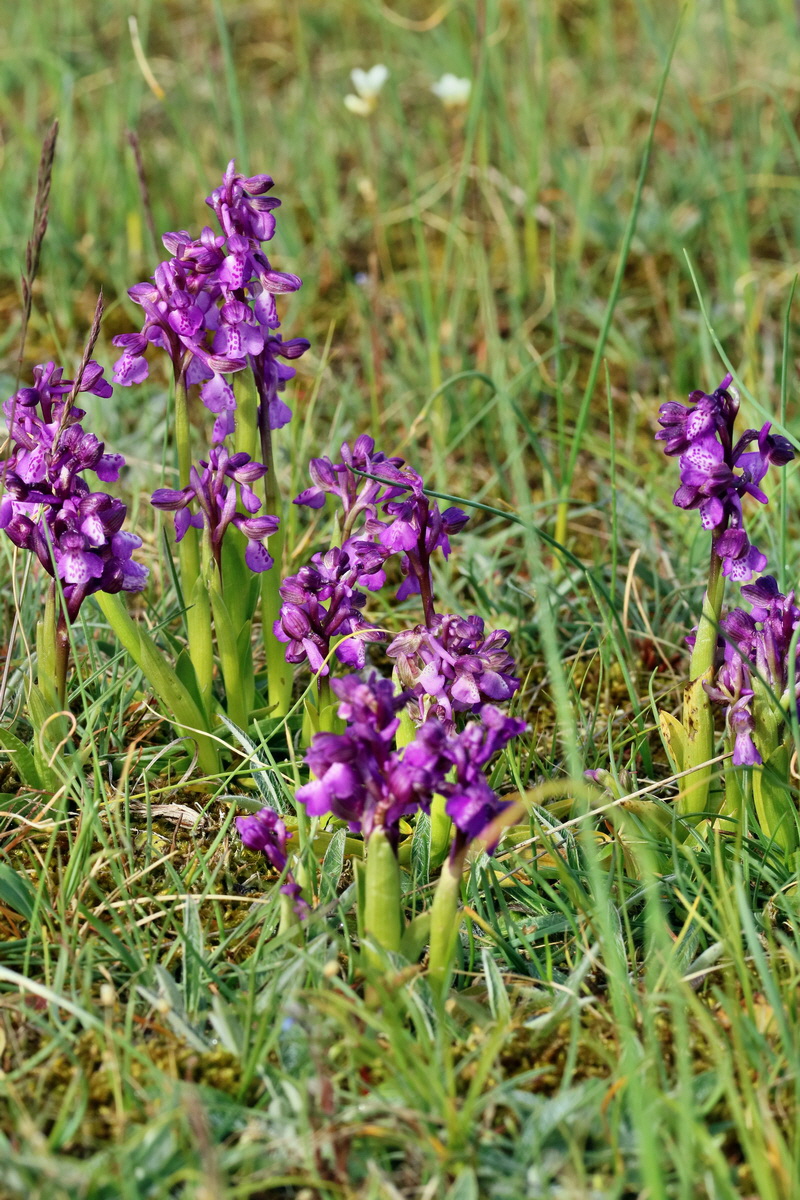 RNA_2017_05_03_1750p_Bildgr��e �ndern