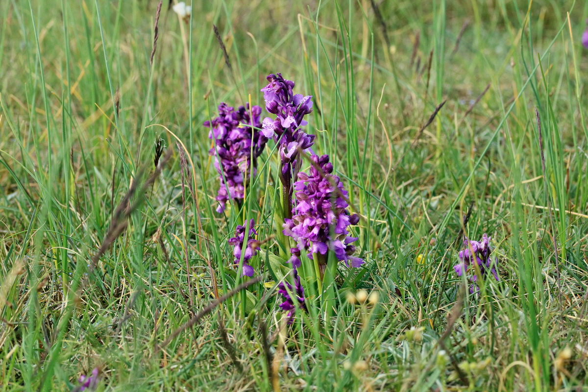 RNA_2017_05_03_1792p_Bildgr��e �ndern