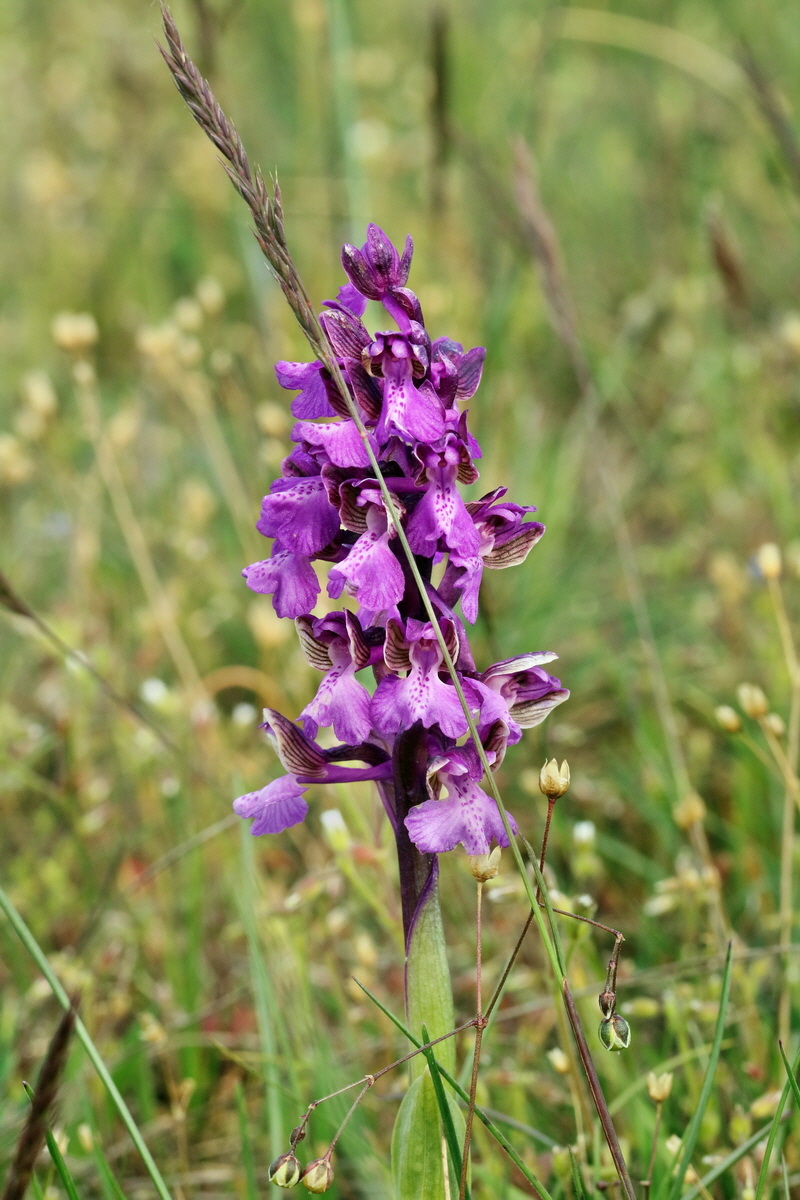 RNA_2017_05_03_1860p_Bildgr��e �ndern