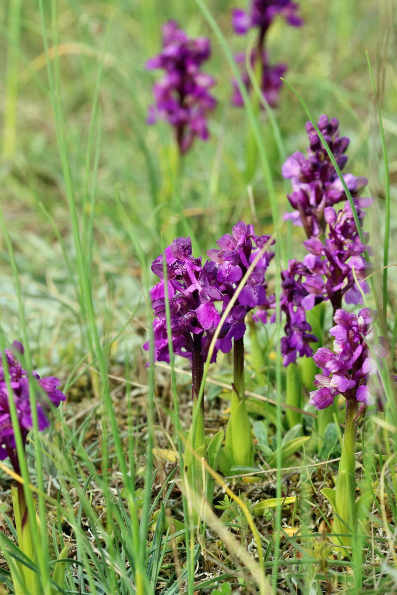 RNA_2017_05_03_1881p_Bildgr��e �ndern