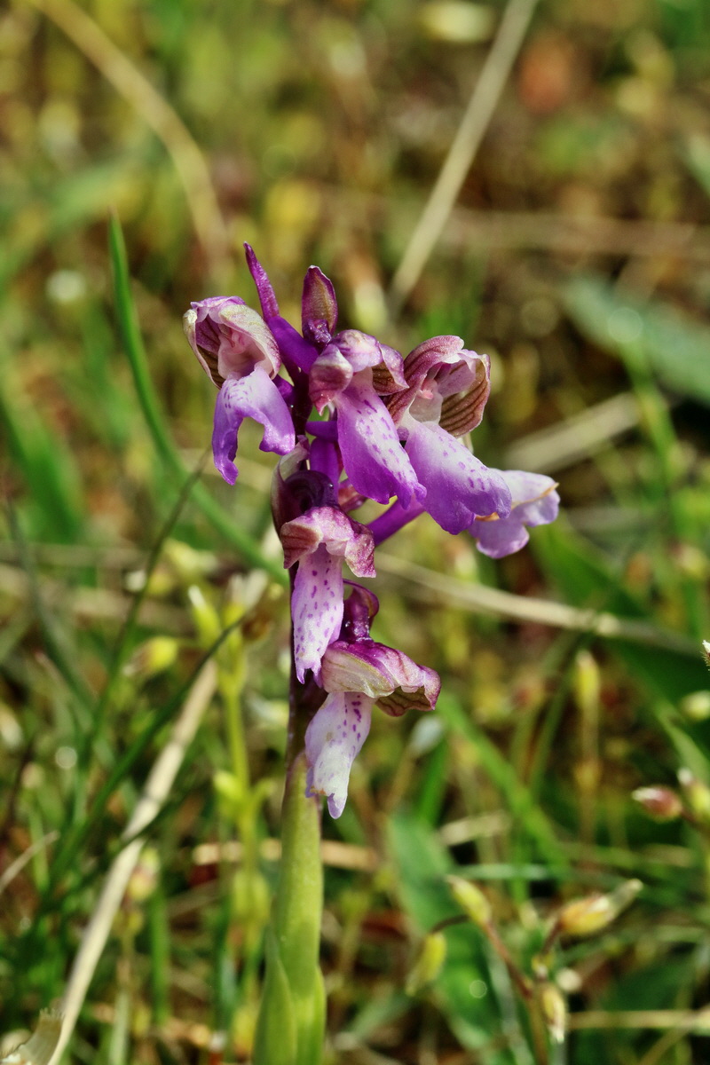 RNA_2017_05_03_1901p_Bildgr��e �ndern