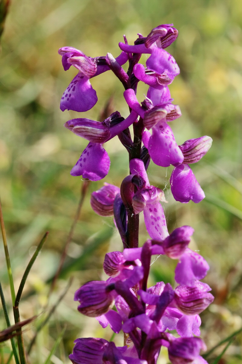 RNA_2017_05_03_1940p_Bildgr��e �ndern