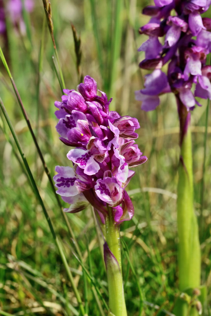 RNA_2017_05_03_1951p_Bildgr��e �ndern