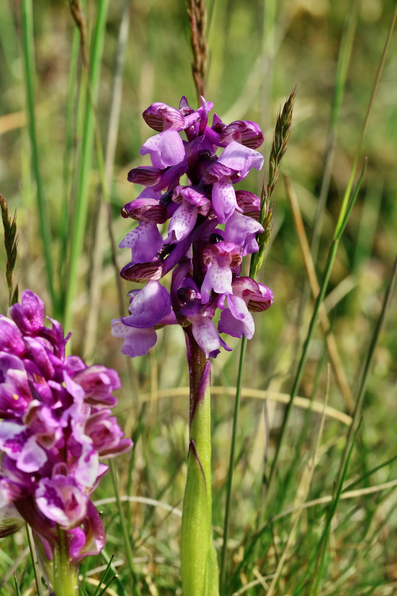 RNA_2017_05_03_1952p_Bildgr��e �ndern