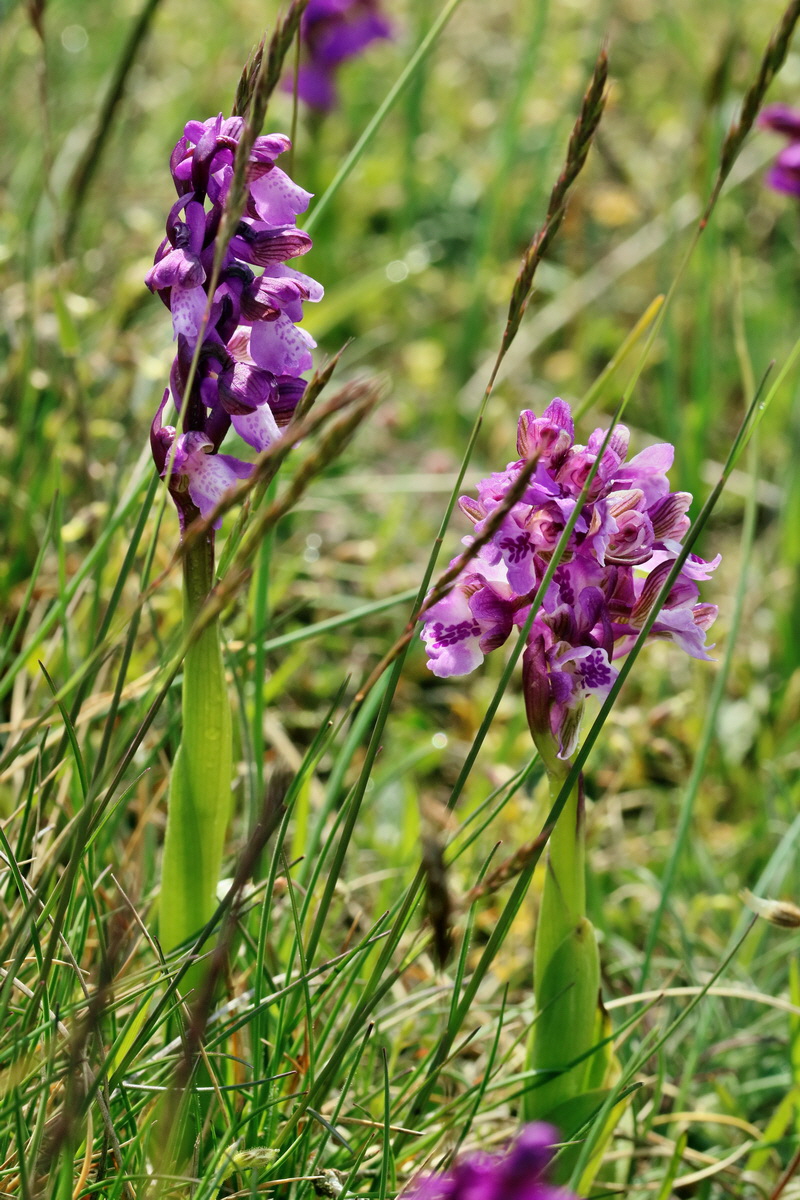 RNA_2017_05_03_1965p_Bildgr��e �ndern