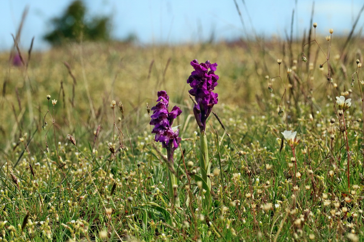 RNA_2017_05_03_1981p_Bildgr��e �ndern