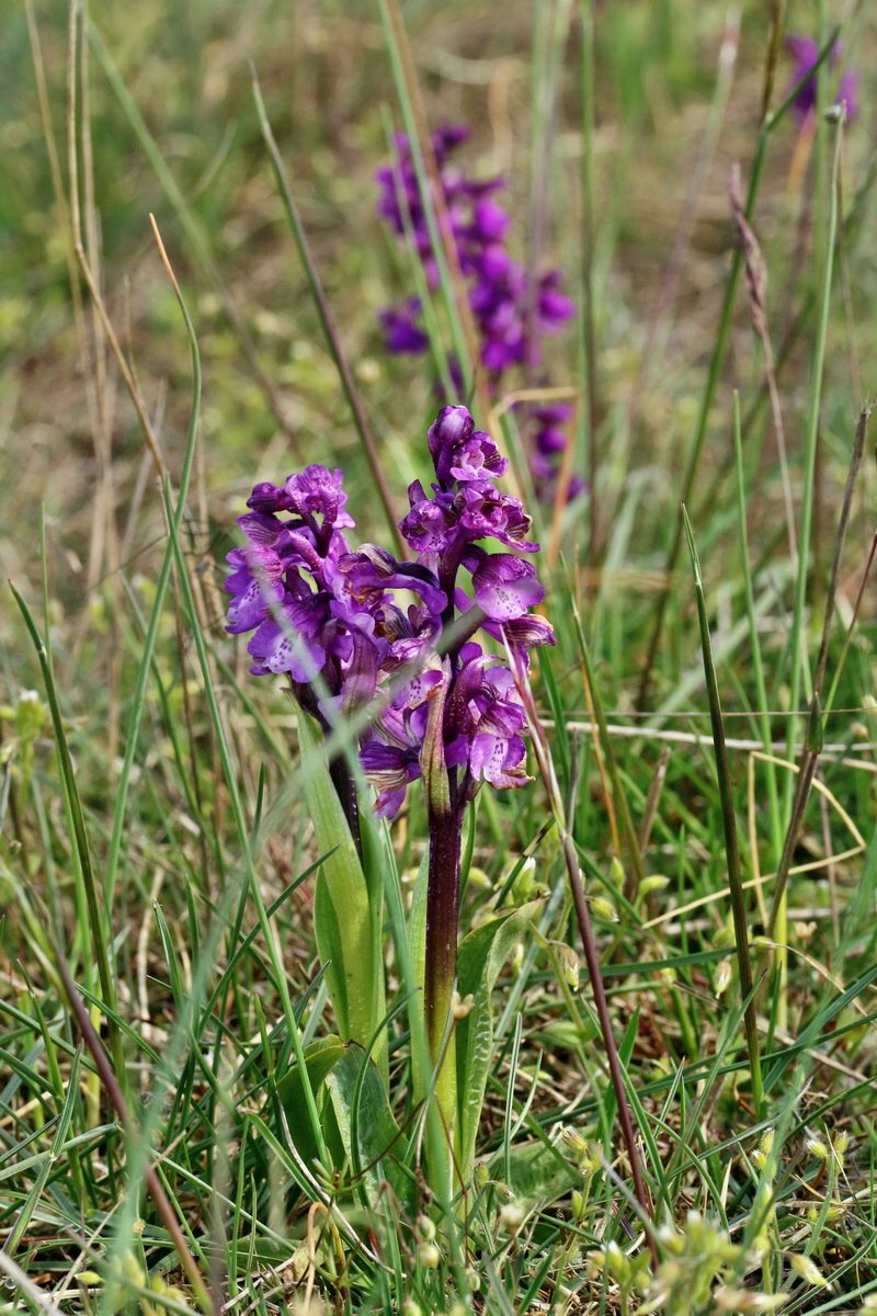 RNA_2017_05_03_2003p_Bildgr��e �ndern