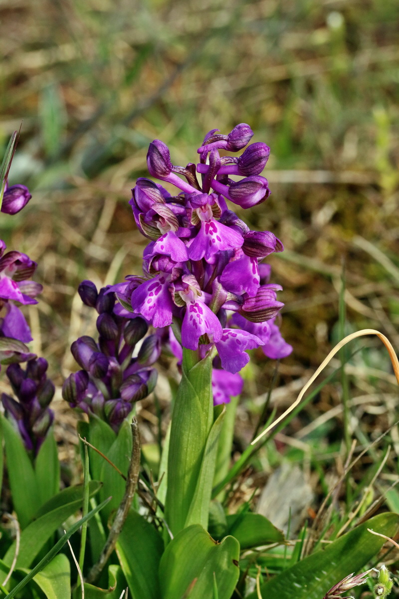 RNA_2017_05_03_2023p_Bildgr��e �ndern