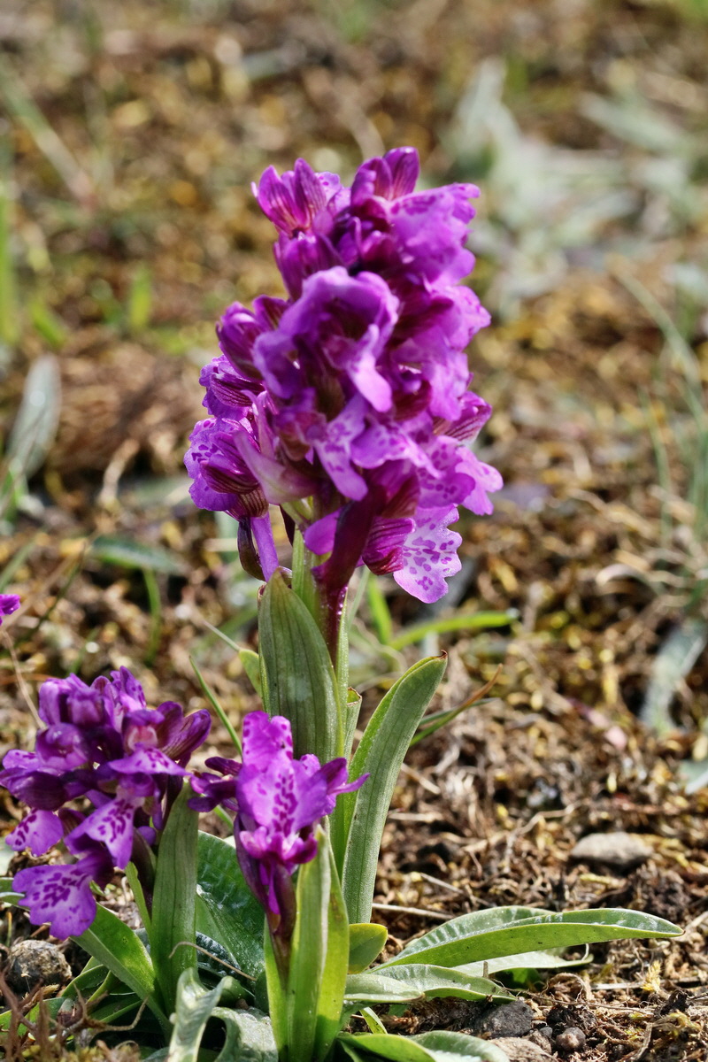 RNA_2017_05_03_2040p_Bildgr��e �ndern