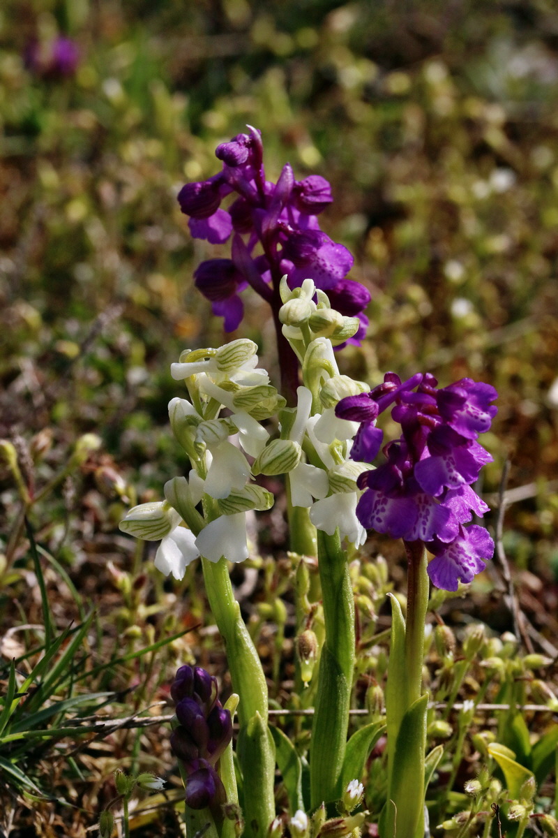 RNA_2017_05_03_2054p_Bildgr��e �ndern