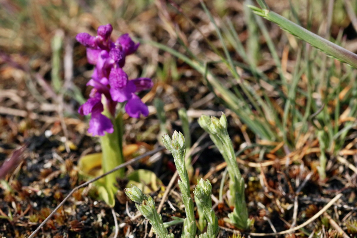 RNA_2017_05_03_2080p_Bildgr��e �ndern