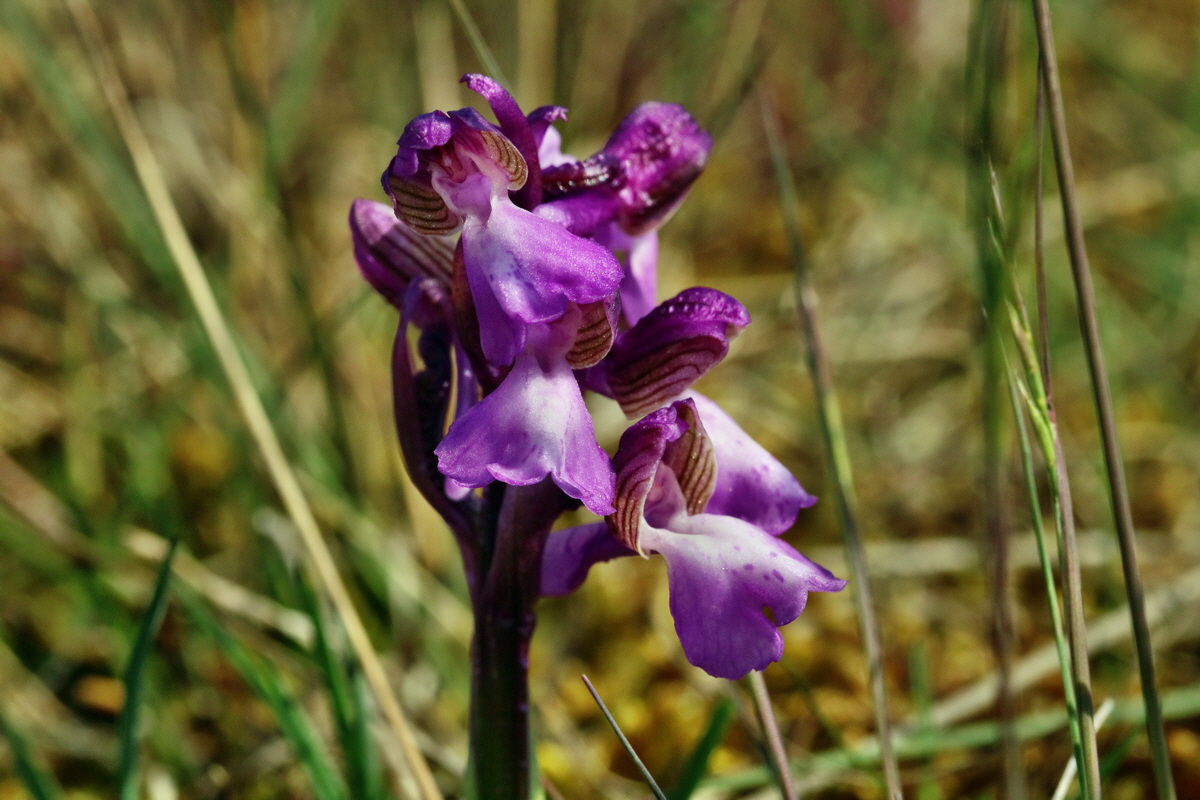 RNA_2017_05_03_2082p_Bildgr��e �ndern