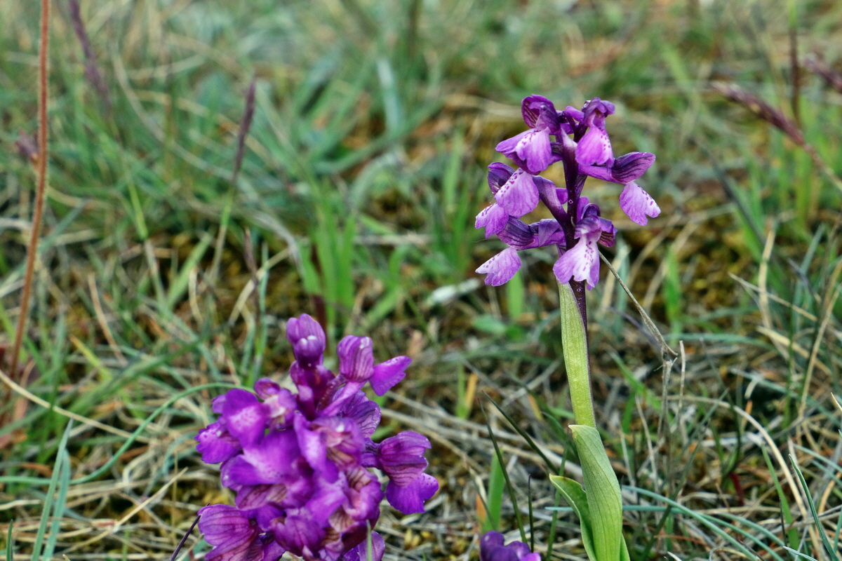 RNA_2017_05_03_2202p_Bildgr��e �ndern