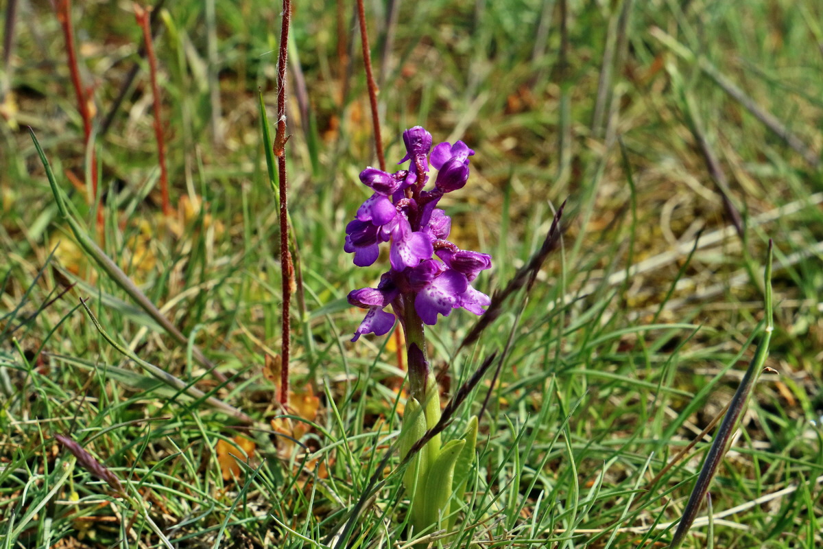 RNA_2017_05_03_2205p_Bildgr��e �ndern