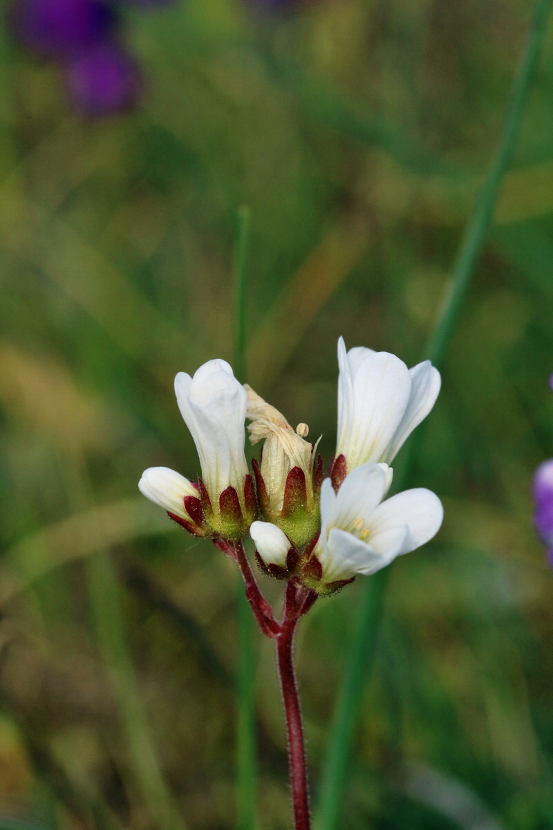 RNA_2017_05_03_1761p_Bildgr��e �ndern