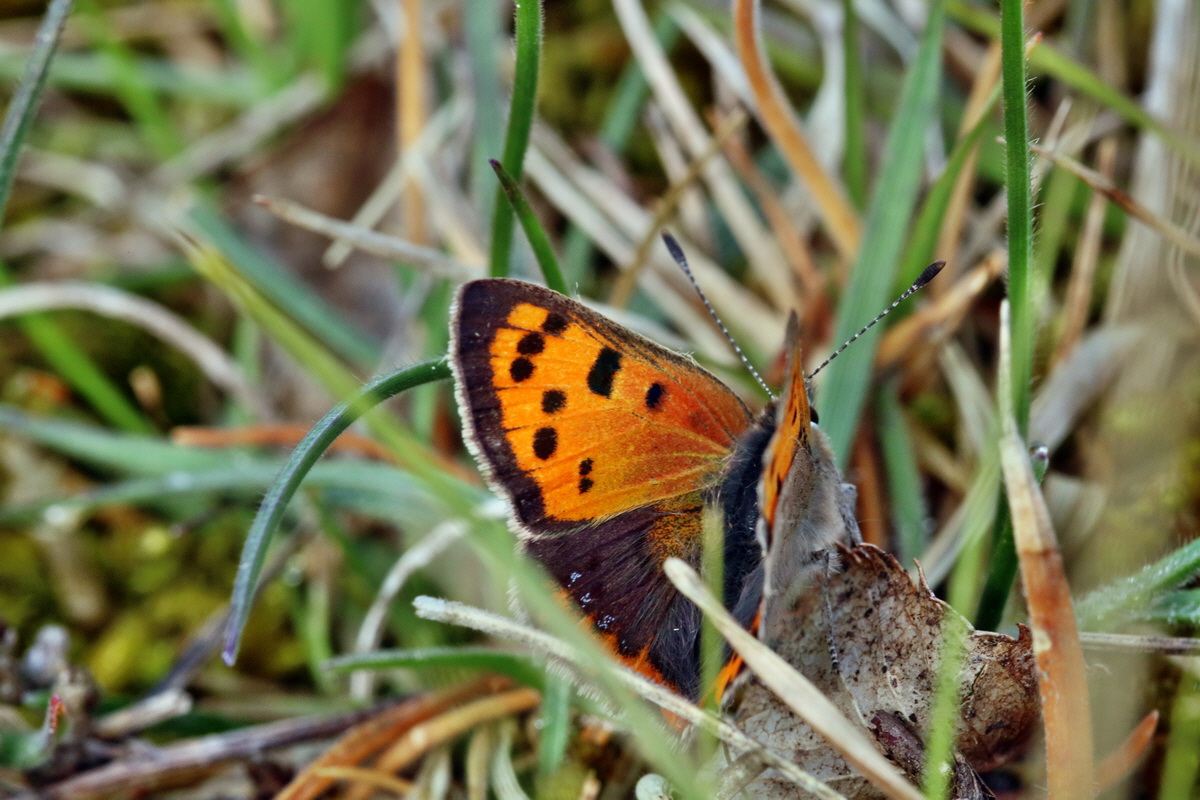 RNA_2017_05_03_1804p_Bildgr��e �ndern