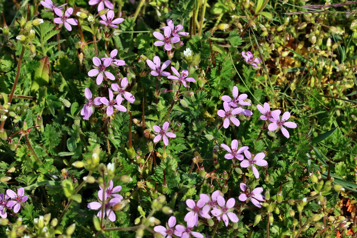 RNA_2017_05_03_2087p_Bildgr��e �ndern