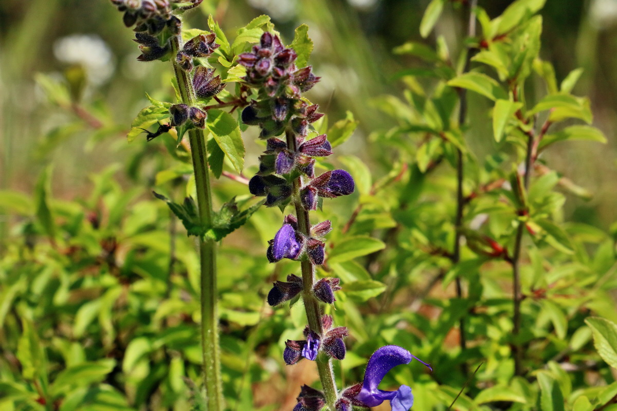 RNA_2017_05_03_2122p_Bildgr��e �ndern