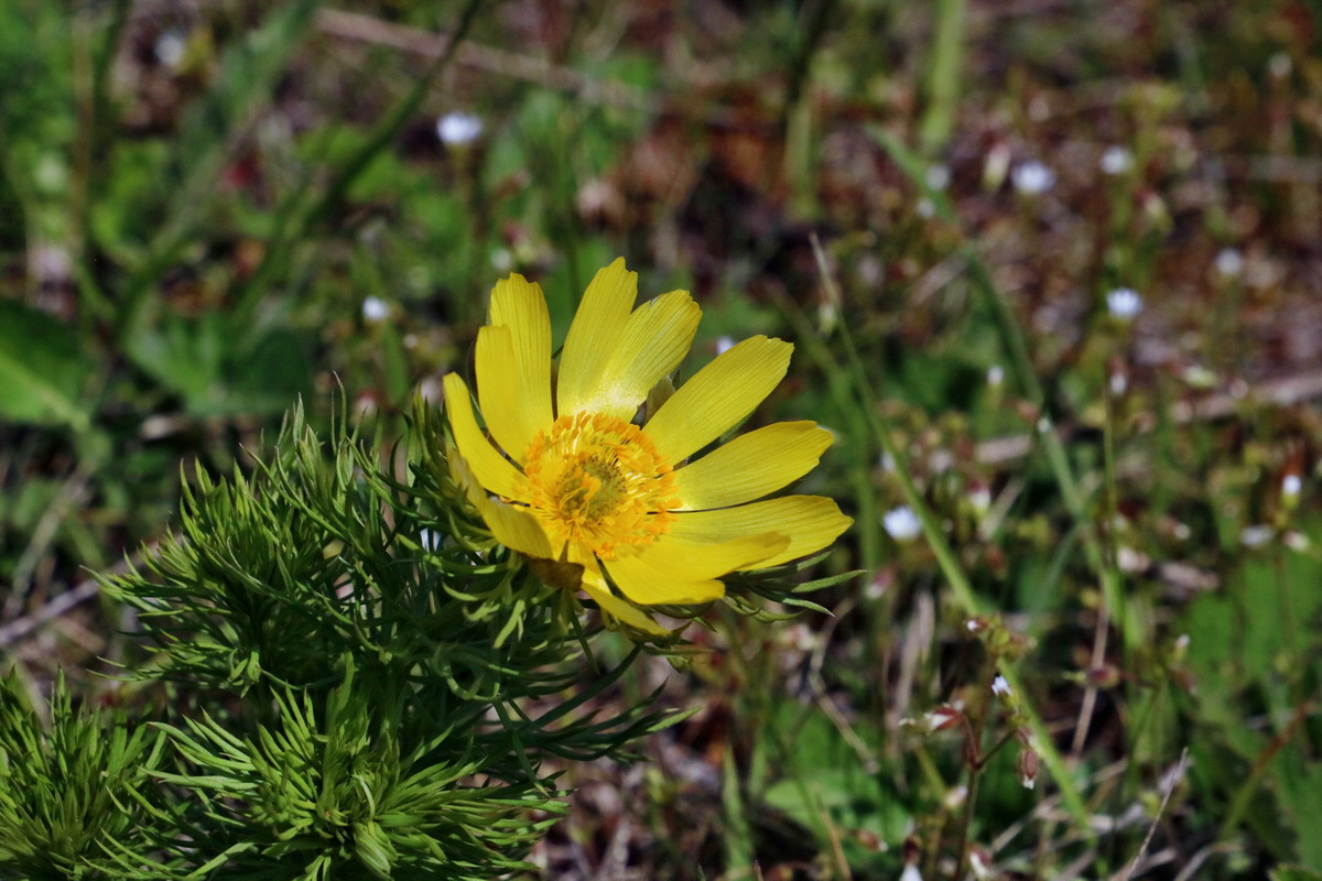 RNA_2017_05_03_2123p_Bildgr��e �ndern