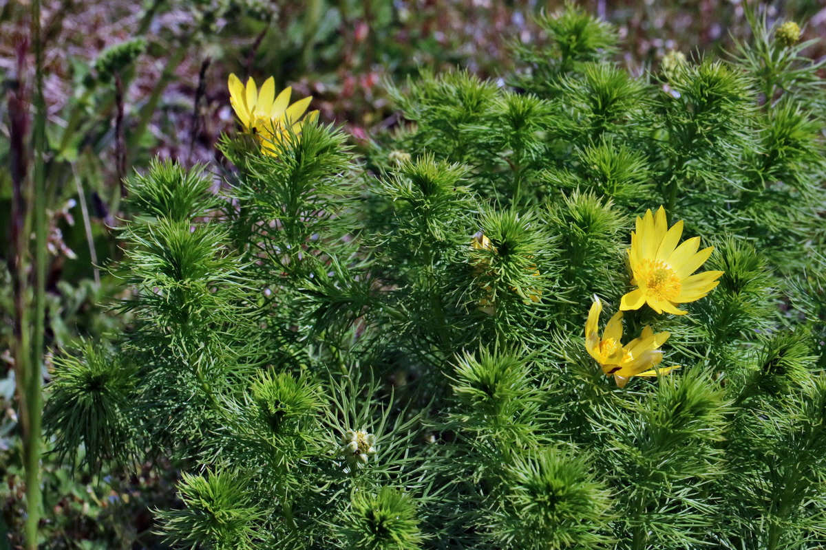 RNA_2017_05_03_2126p_Bildgr��e �ndern