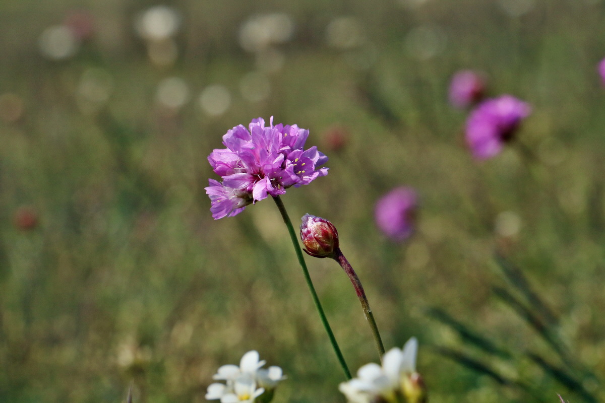 RNA_2017_05_03_2149p_Bildgr��e �ndern