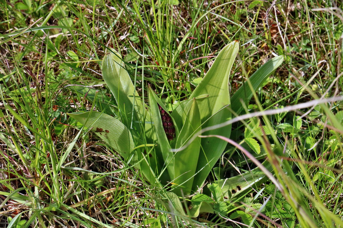 RNA_2017_05_03_2289p_Bildgr��e �ndern