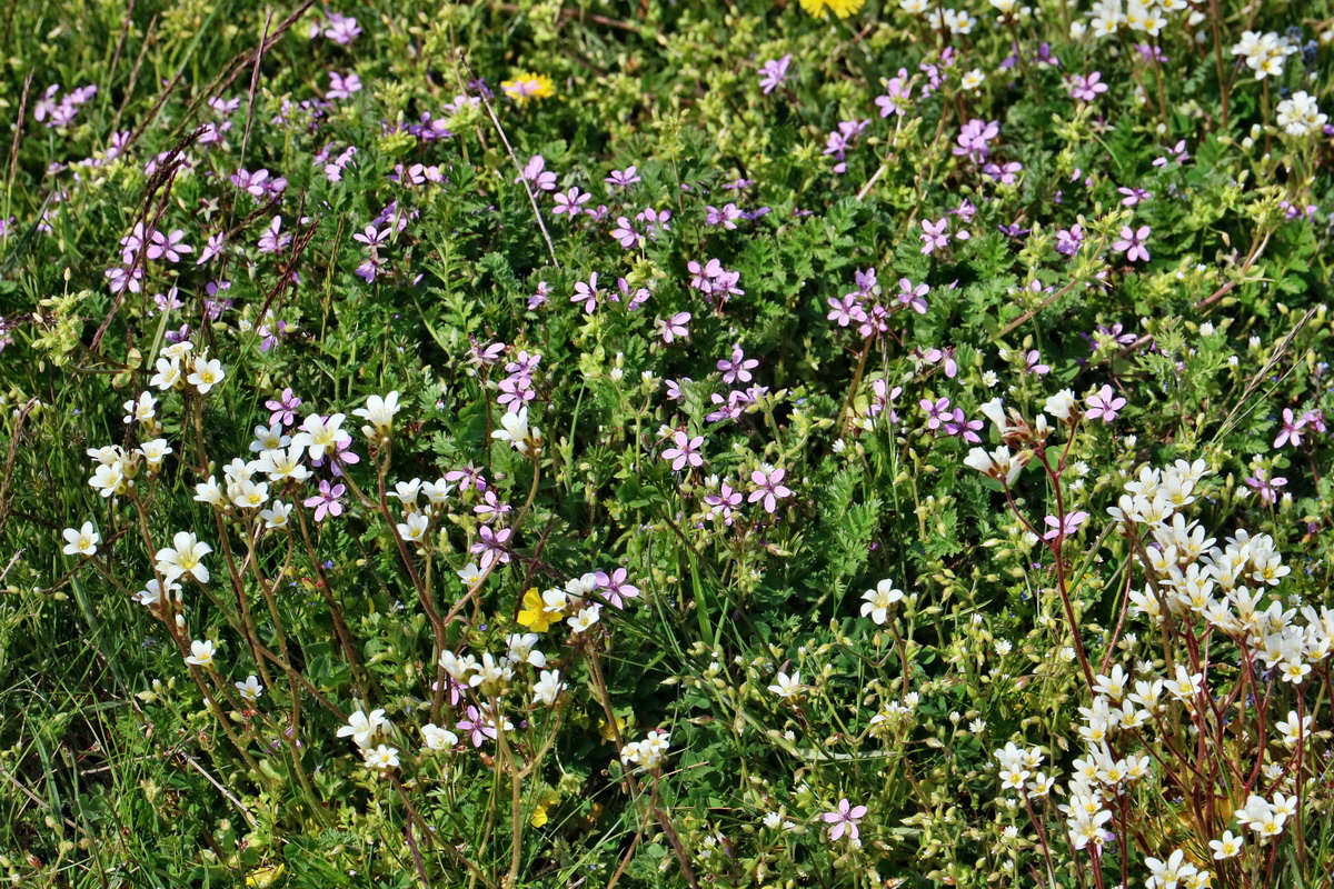 RNA_2017_05_03_2301p_Bildgr��e �ndern