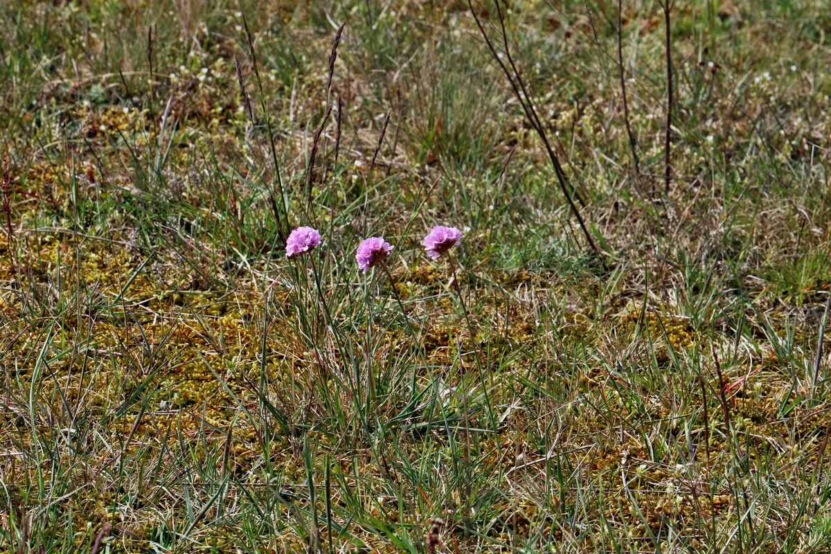 RNA_2017_05_03_2307p_Bildgr��e �ndern