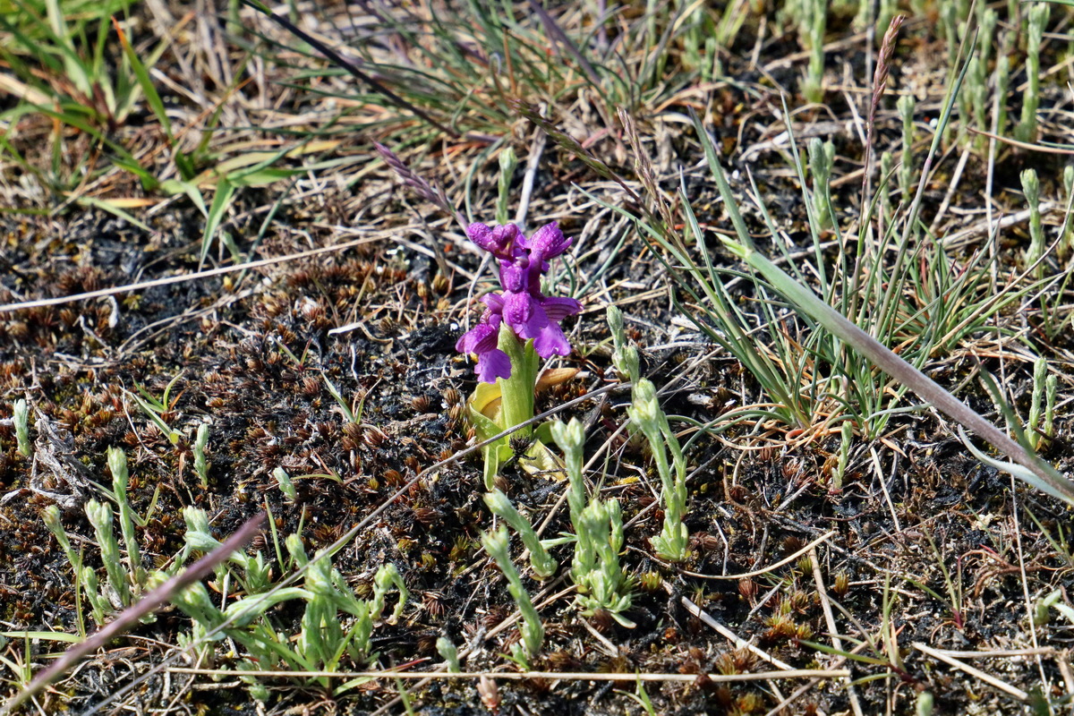 RNA_2017_05_03_2310p_Bildgr��e �ndern