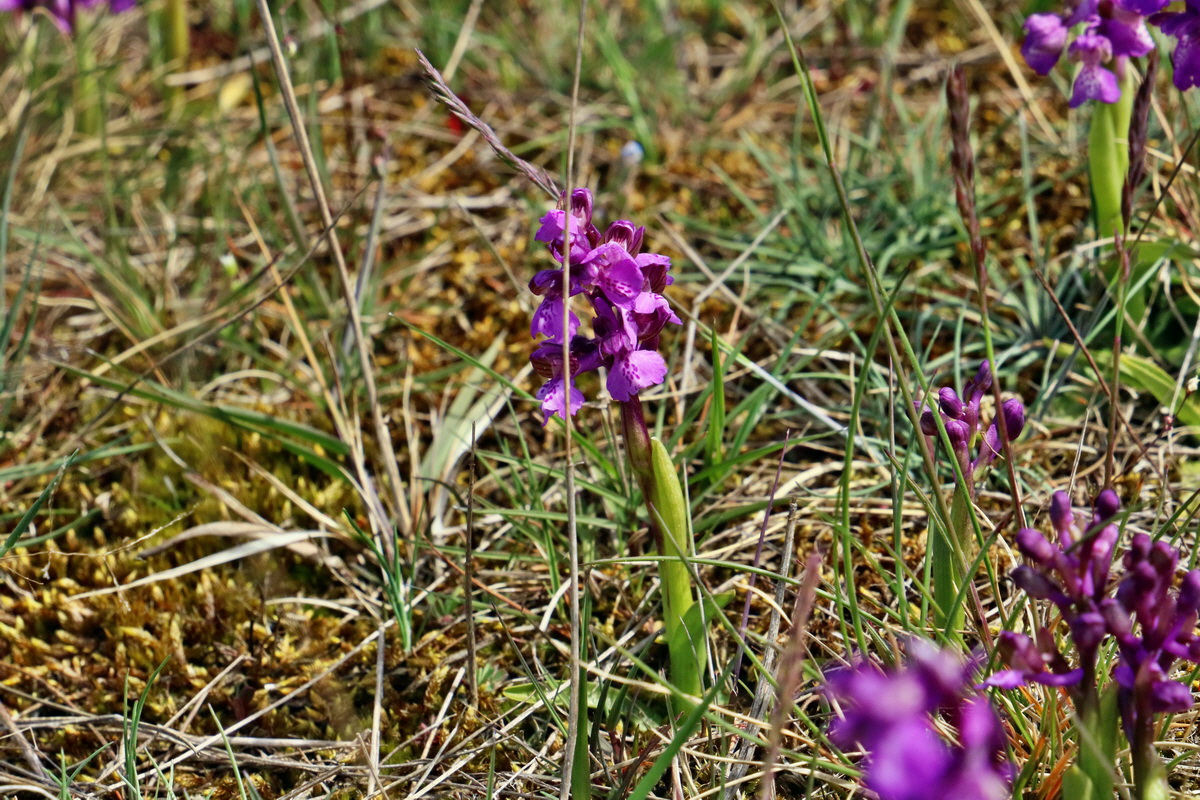 RNA_2017_05_03_2323p_Bildgr��e �ndern