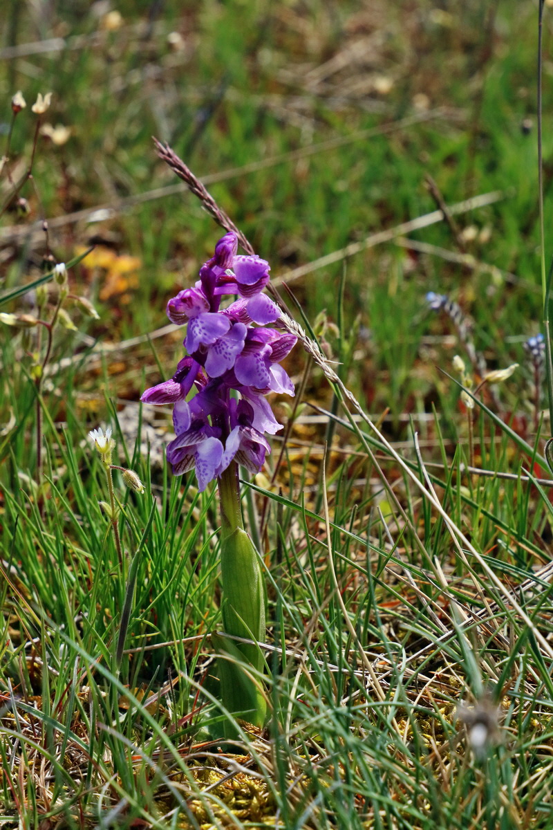 RNA_2017_05_03_2330p_Bildgr��e �ndern