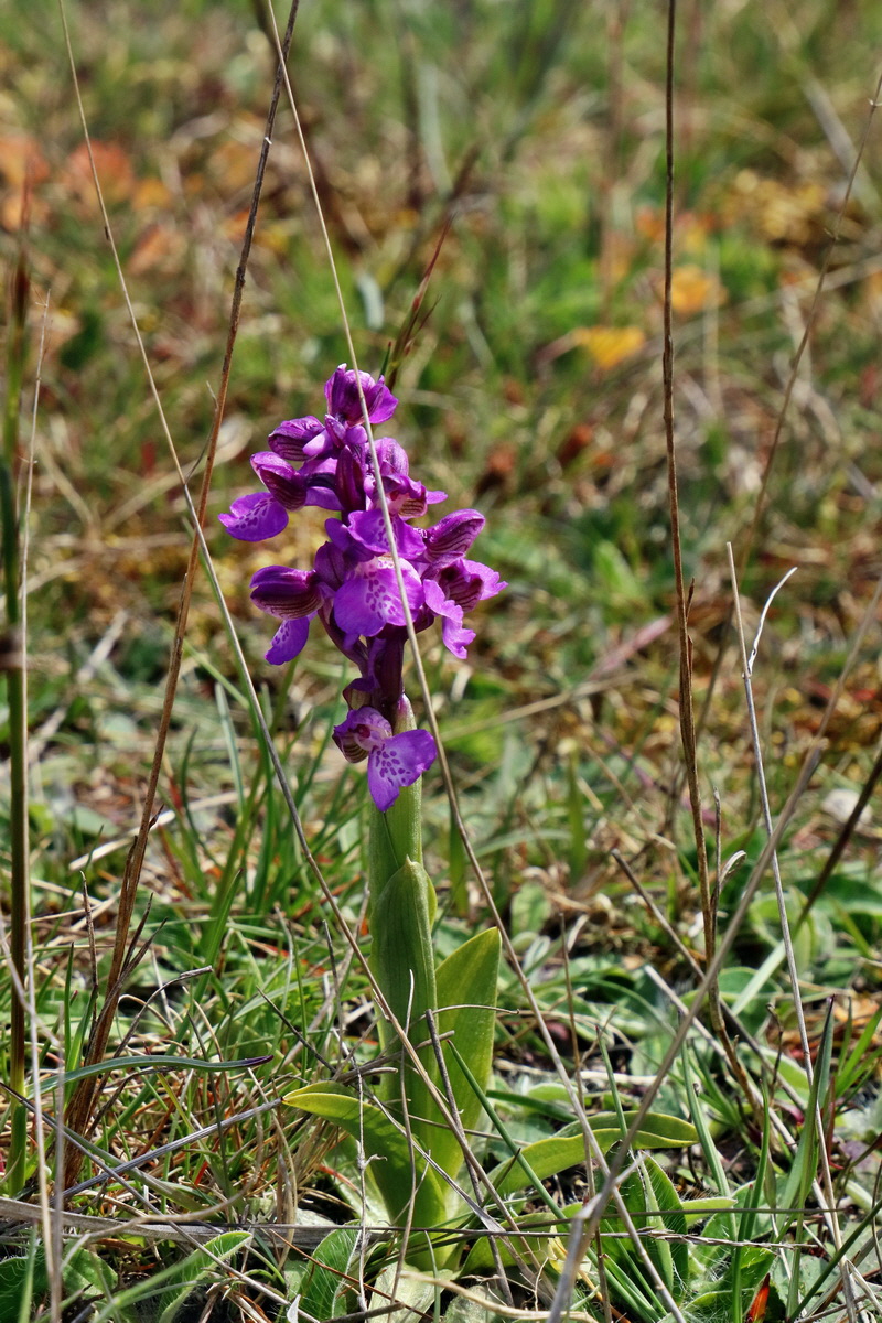 RNA_2017_05_03_2338p_Bildgr��e �ndern