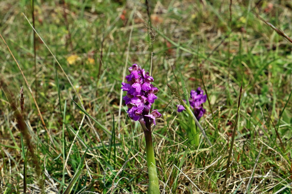 RNA_2017_05_03_2350p_Bildgr��e �ndern