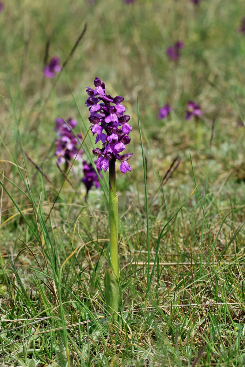 RNA_2017_05_03_2393p_Bildgr��e �ndern