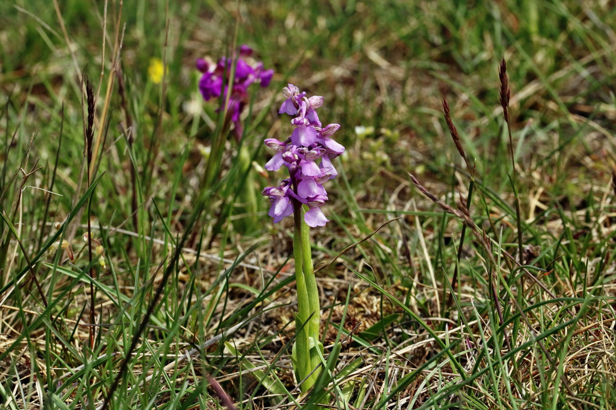 RNA_2017_05_03_2509p_Bildgr��e �ndern