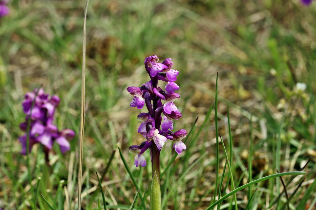 RNA_2017_05_03_2510p_Bildgr��e �ndern