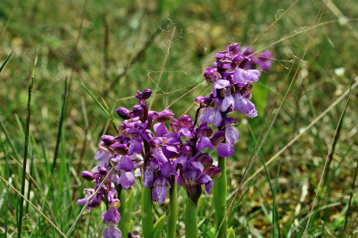 RNA_2017_05_03_2514p_Bildgr��e �ndern