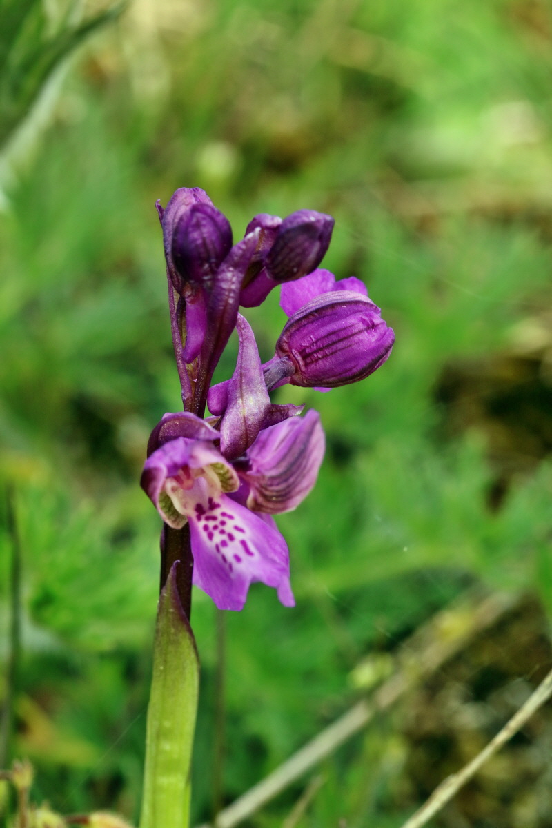 RNA_2017_05_03_2539p_Bildgr��e �ndern