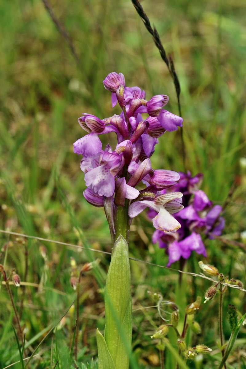 RNA_2017_05_03_2557p_Bildgr��e �ndern