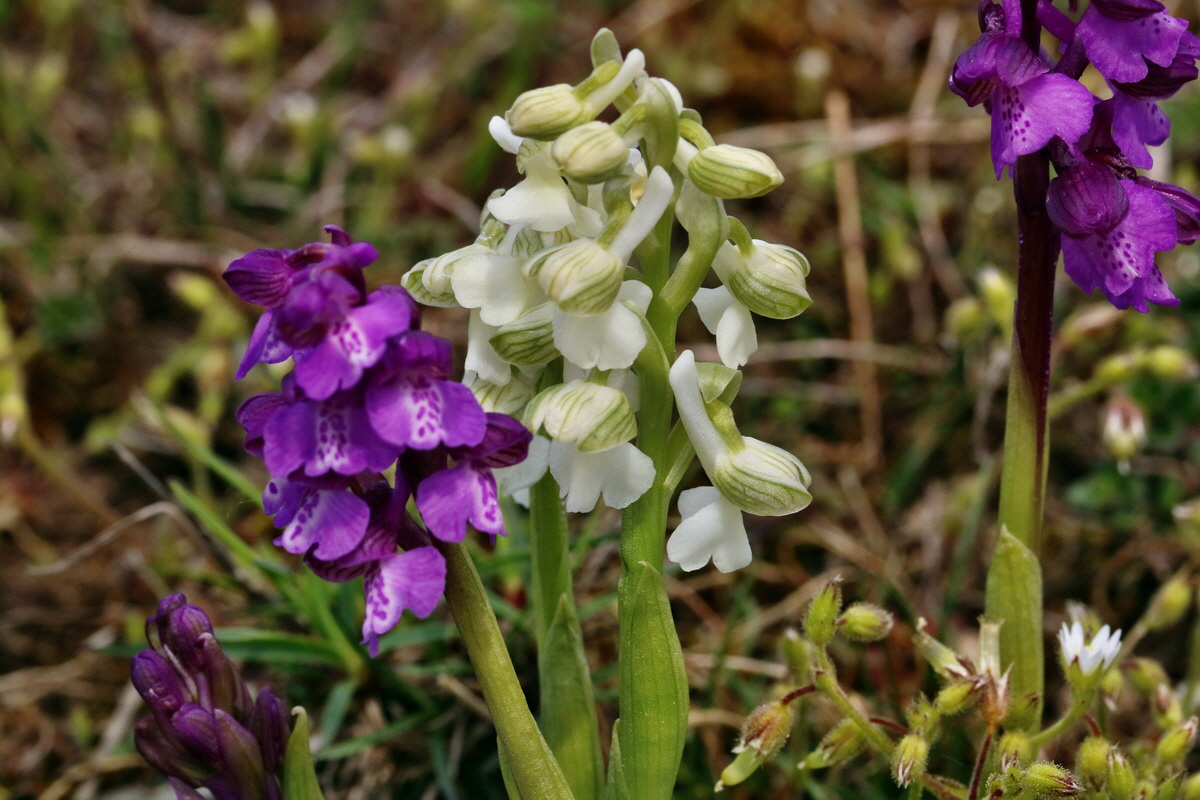 RNA_2017_05_03_2565p_Bildgr��e �ndern