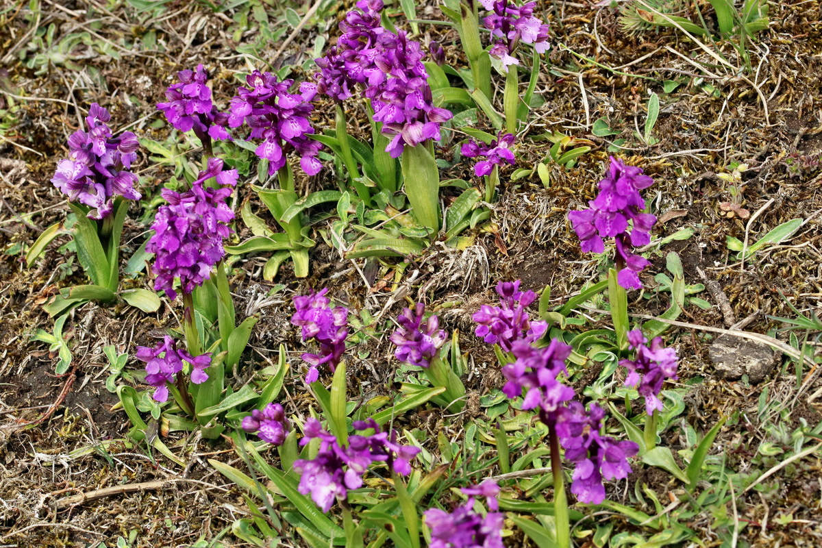 RNA_2017_05_03_2572p_Bildgr��e �ndern