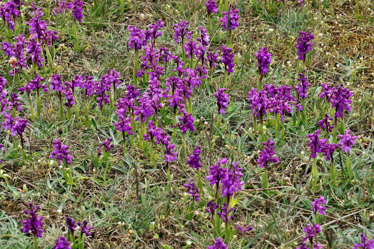 RNA_2017_05_03_2585p_Bildgr��e �ndern