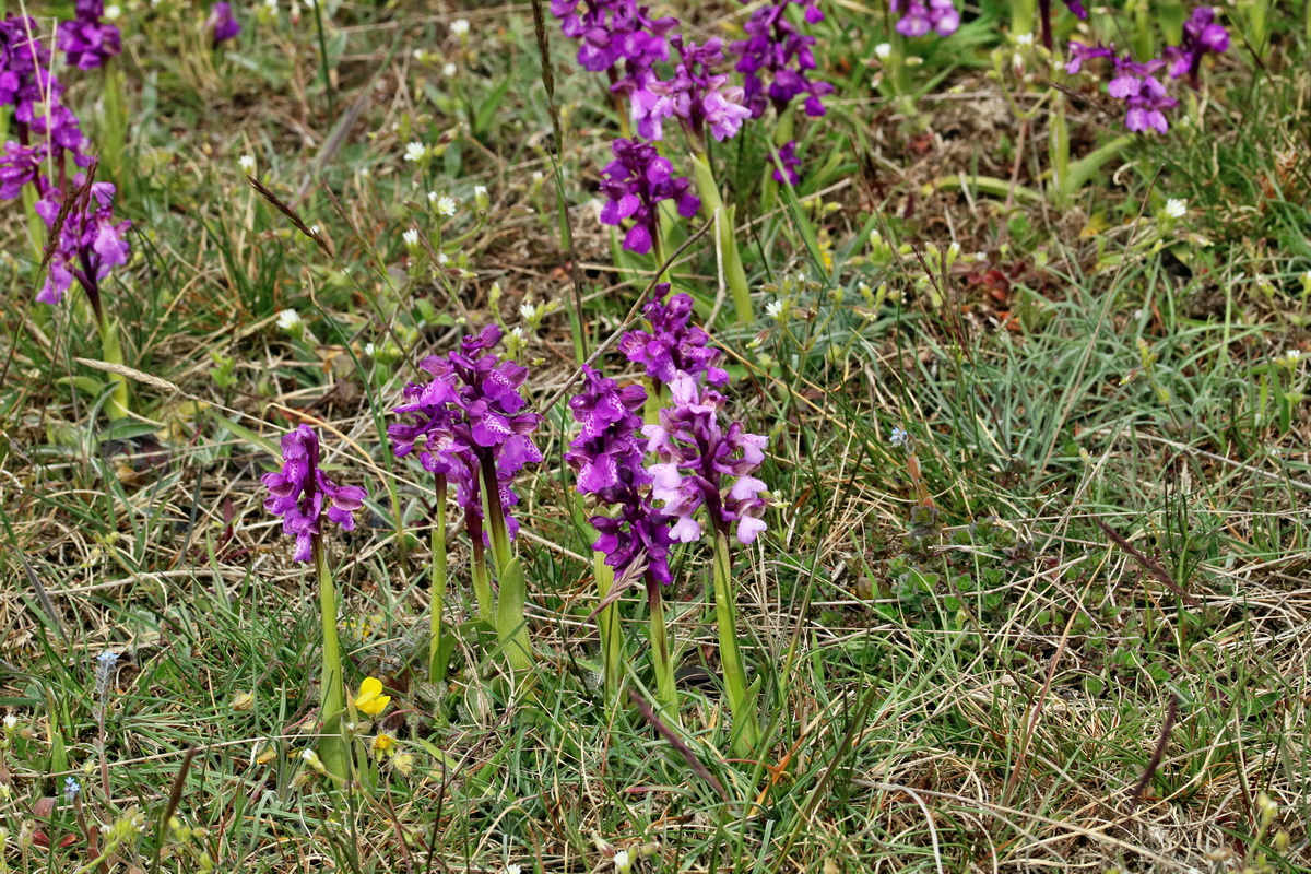 RNA_2017_05_03_2592p_Bildgr��e �ndern