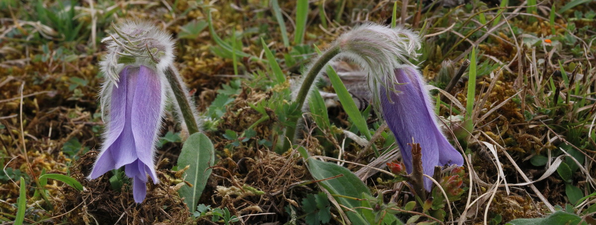 [Group 1]-RNA-2017-04-04-00027729_RNA-2017-04-04-00027732-4 images_Bildgr��e �ndern