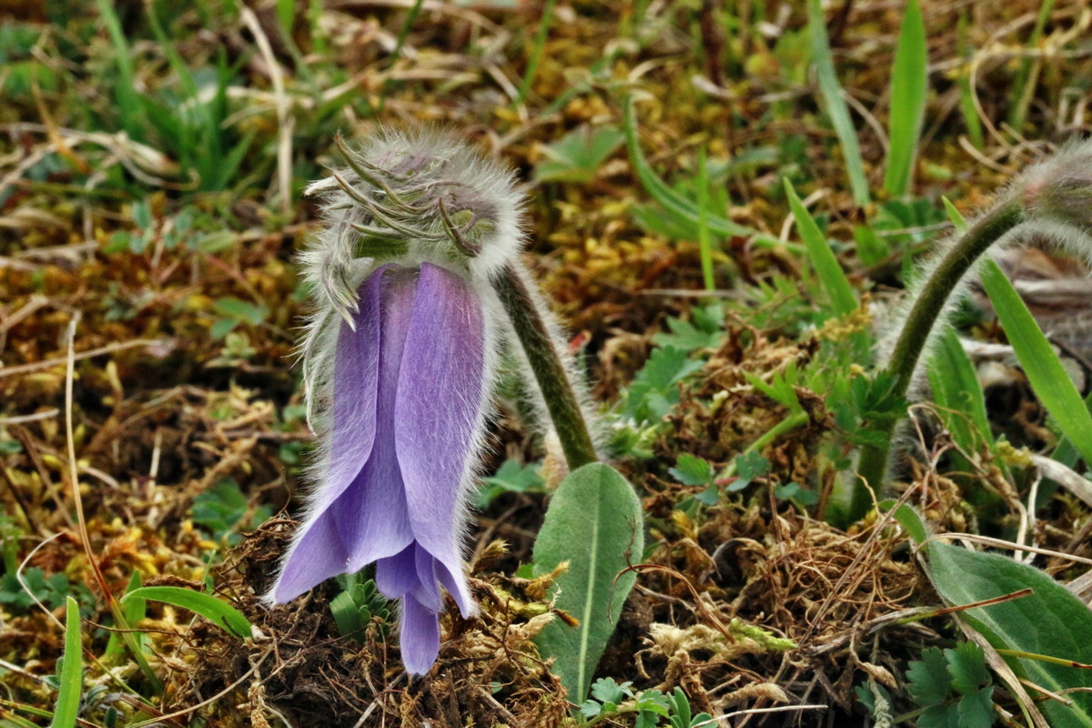 RNA-2017-04-04-00027732p_Bildgr��e �ndern