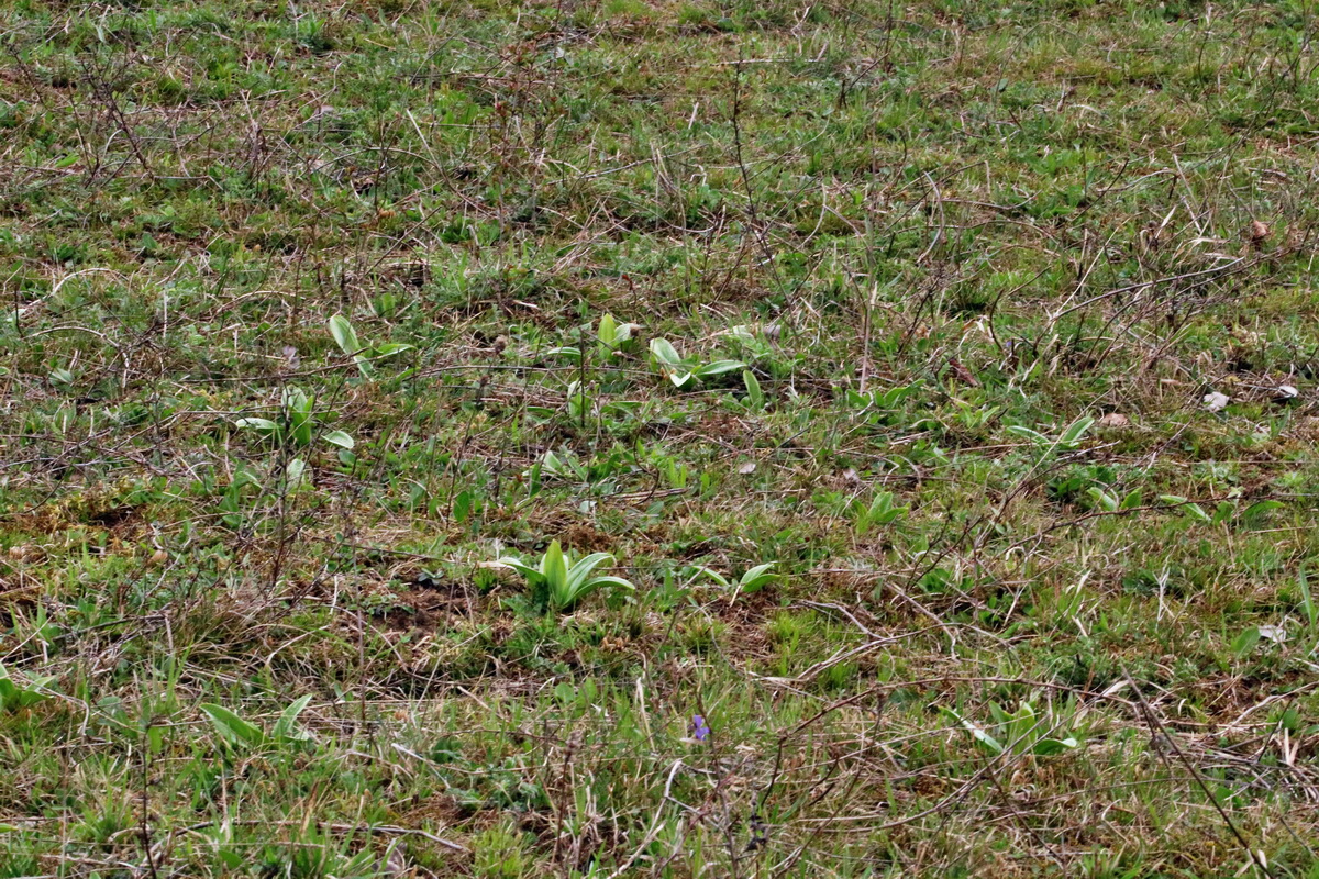 RNA-2017-04-04-00027742p_Bildgr��e �ndern