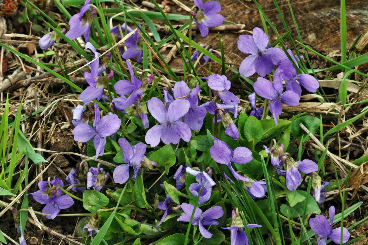 RNA-2017-04-04-00027747p_Bildgr��e �ndern