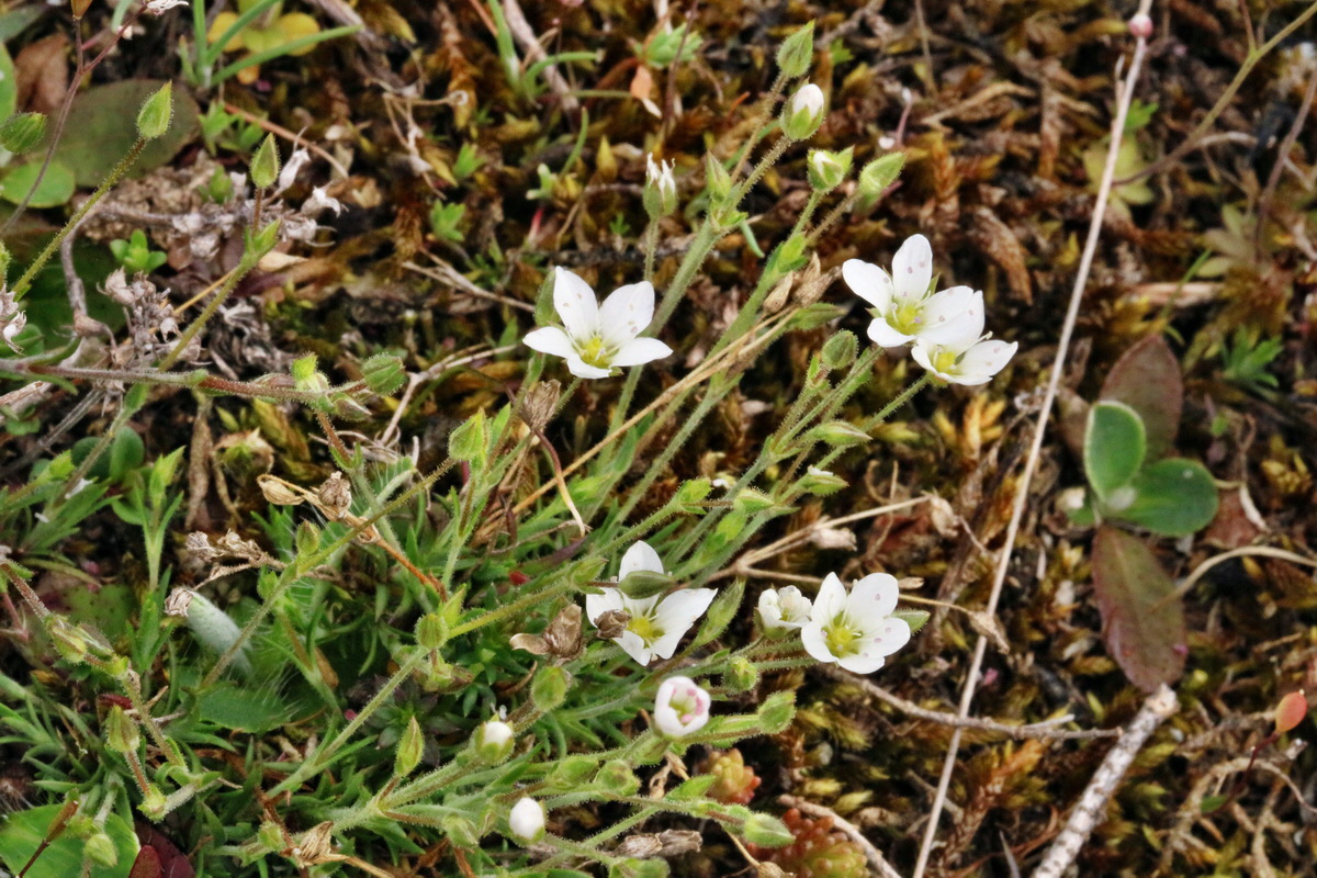 RNA-2017-04-04-00027754p_Bildgr��e �ndern