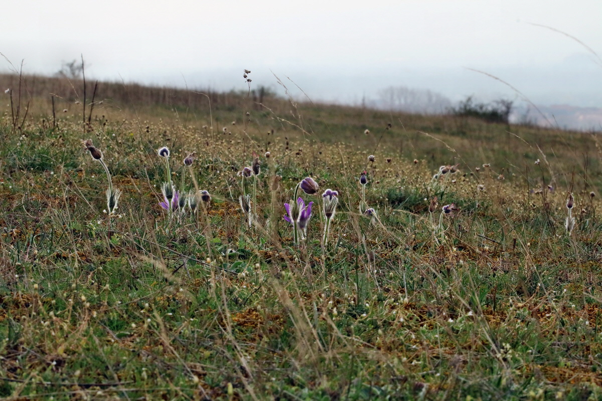 RNA-2017-04-04-00027761p_Bildgr��e �ndern